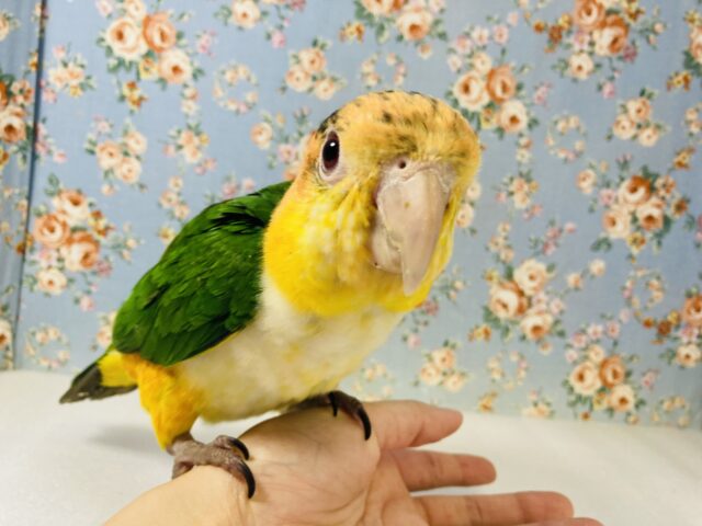 シロハラインコ