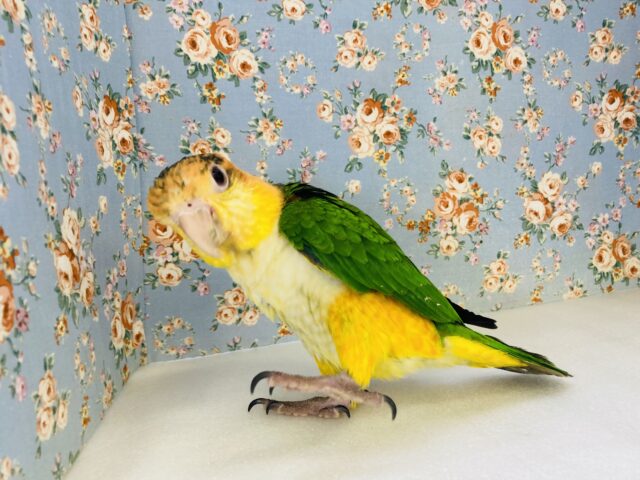 シロハラインコ