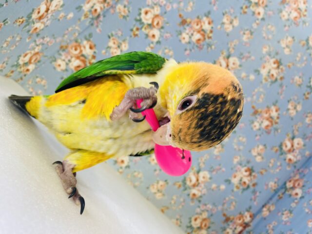 シロハラインコ