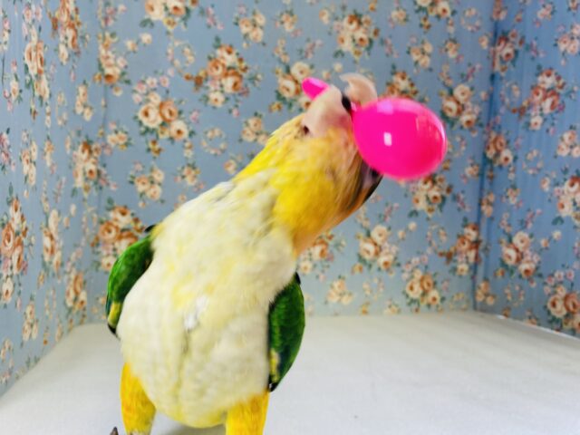 シロハラインコ