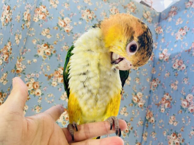 シロハラインコ