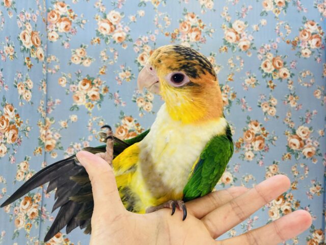 シロハラインコ