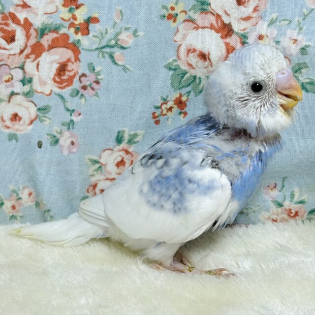 セキセイひなちゃん、暑いなか来てくれました〜☀️🐥🌱 セキセイインコ