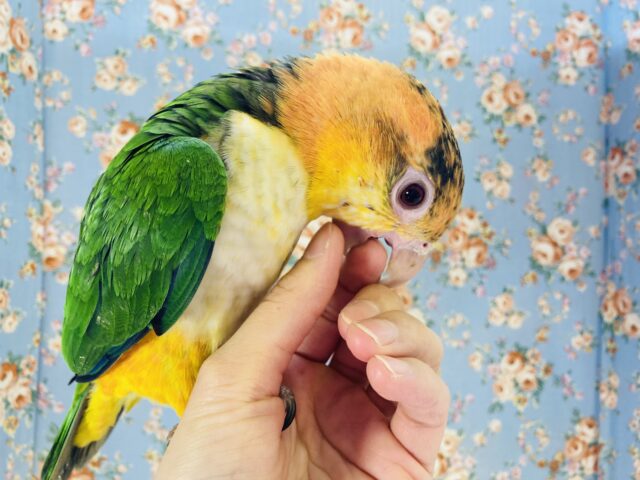 シロハラインコ