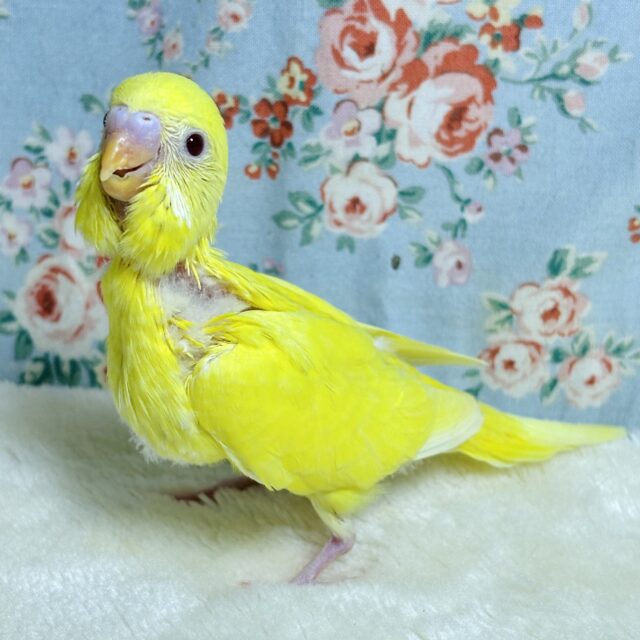 セキセイインコ