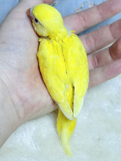 セキセイインコ