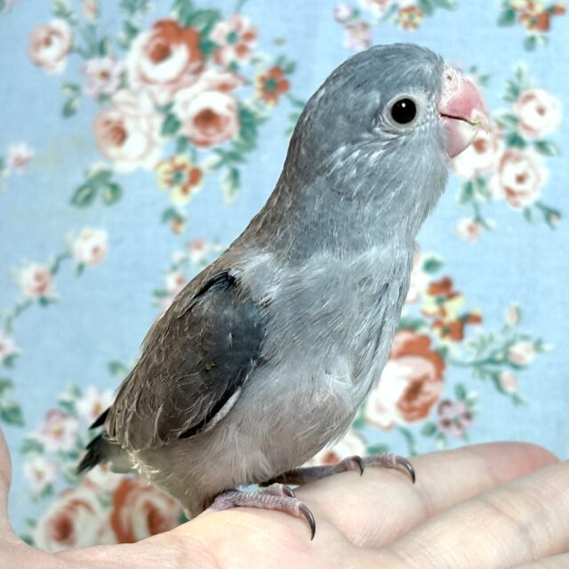 マメルリハ ブラックモーブ 男の子 🎧🖤ྀི🌿 マメルリハ