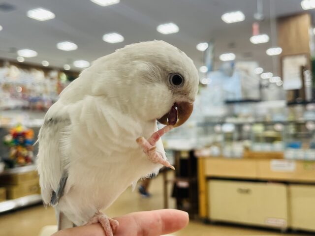 オキナインコ