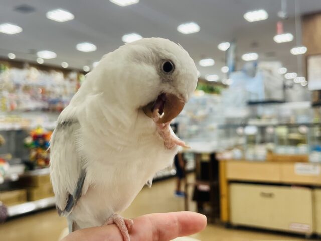 オキナインコ