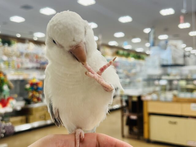 オキナインコ