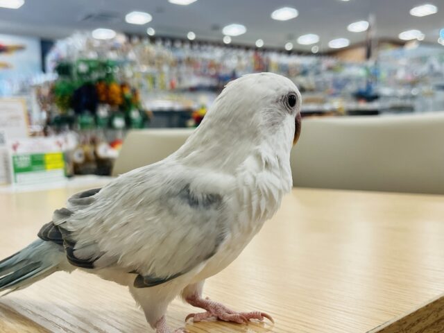 オキナインコ