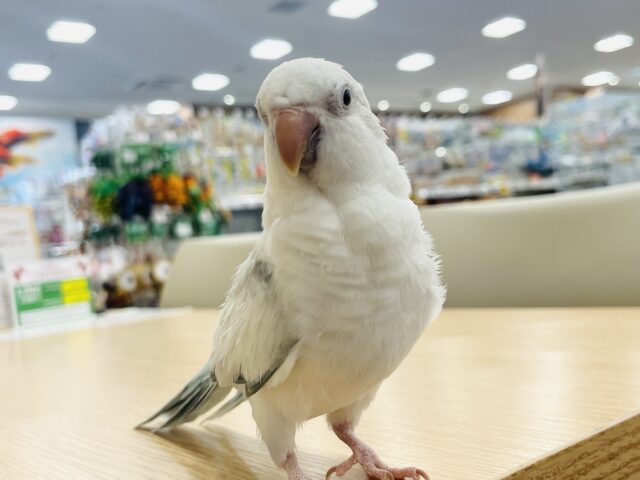 オキナインコ