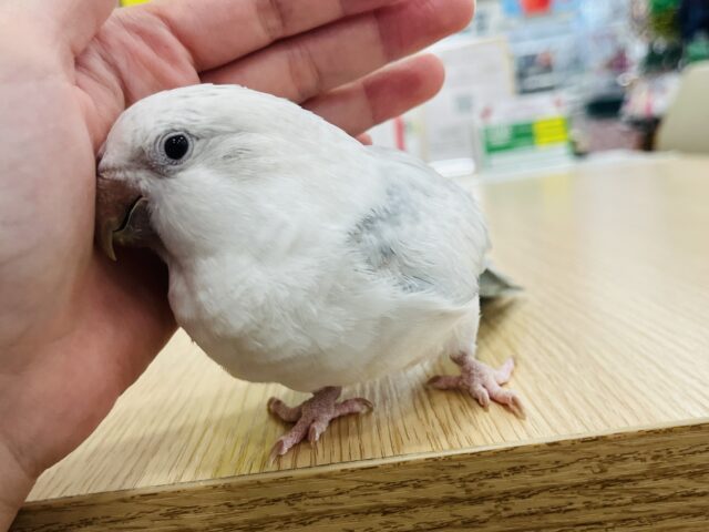 オキナインコ