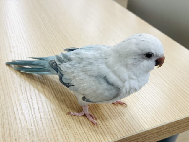 オキナインコ