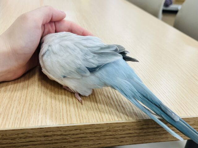 オキナインコ