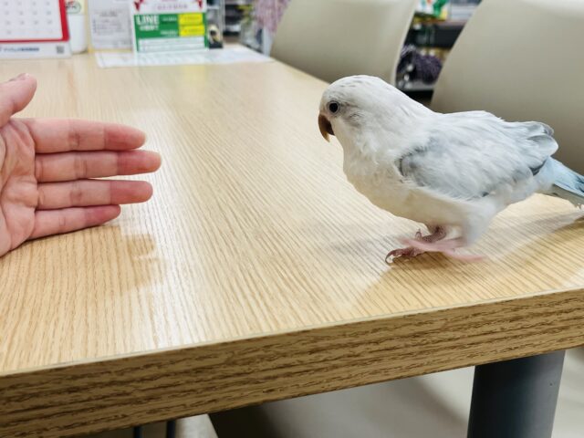 オキナインコ