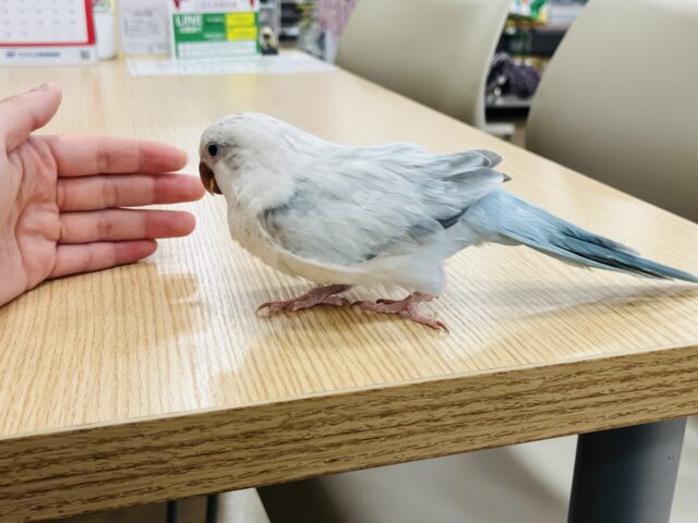 オキナインコ