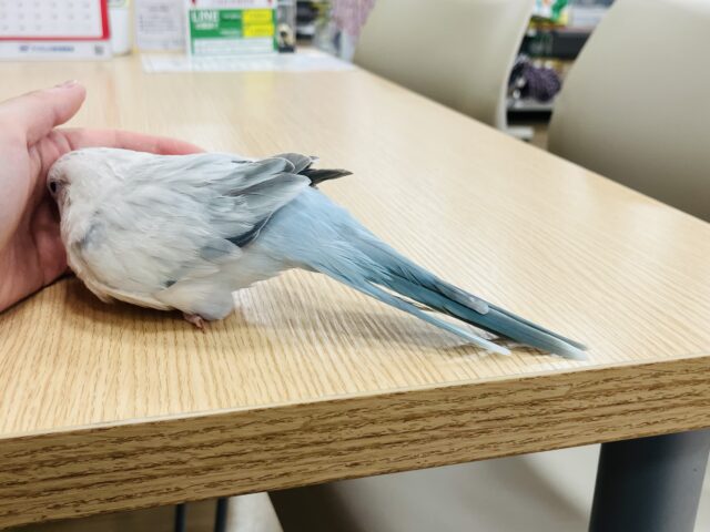 オキナインコ