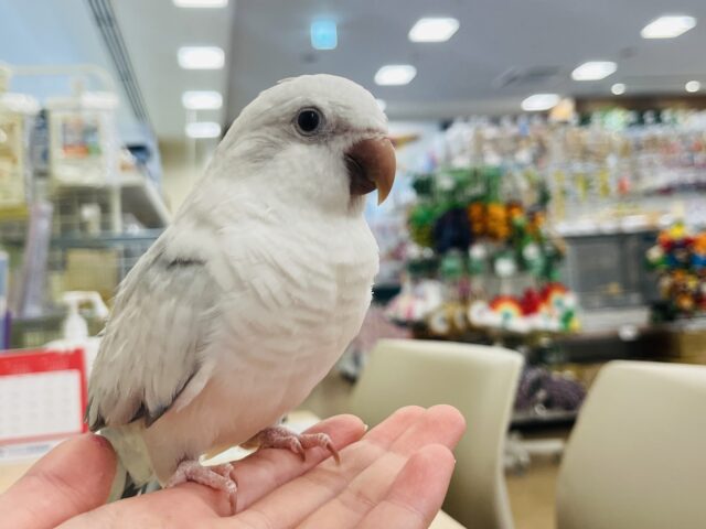 オキナインコ