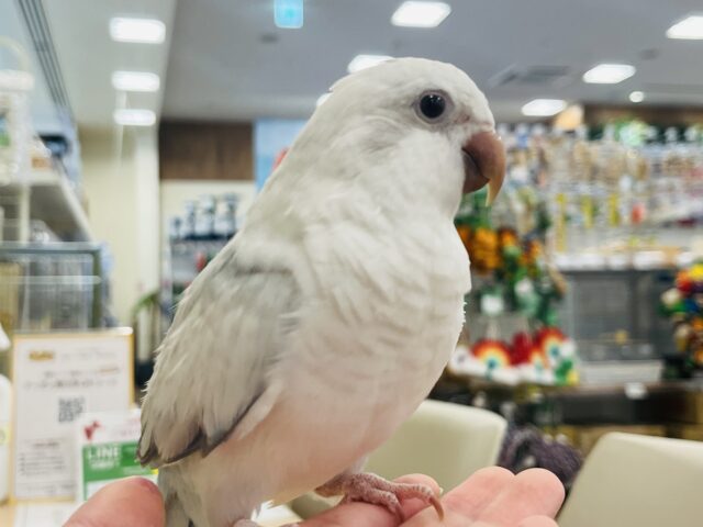 オキナインコ