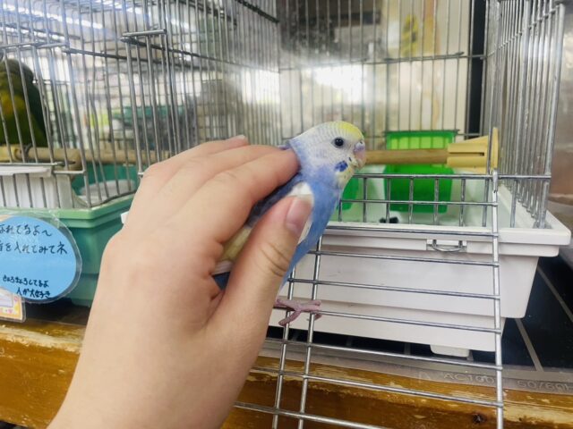 セキセイインコ