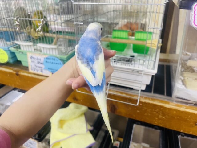 セキセイインコ