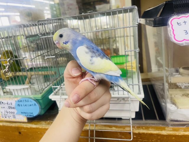 セキセイインコ