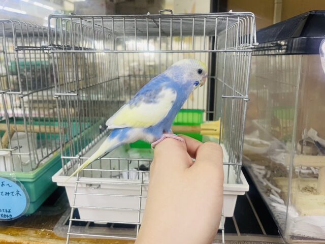 セキセイインコ