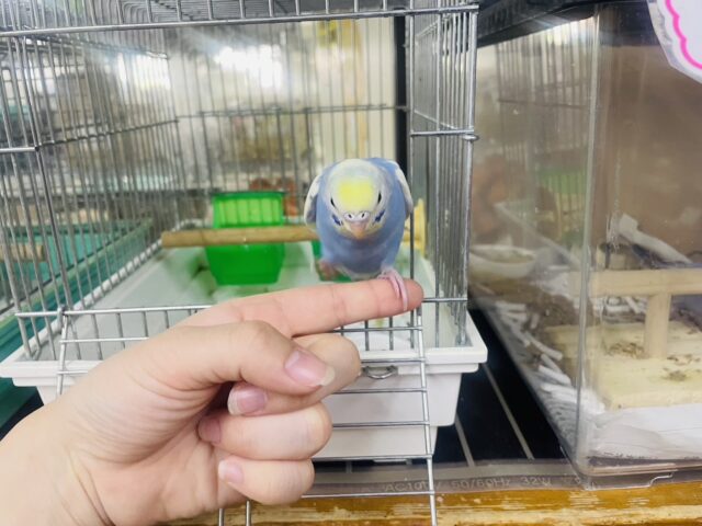 セキセイインコ