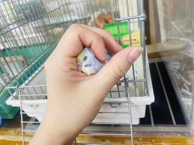 セキセイインコ