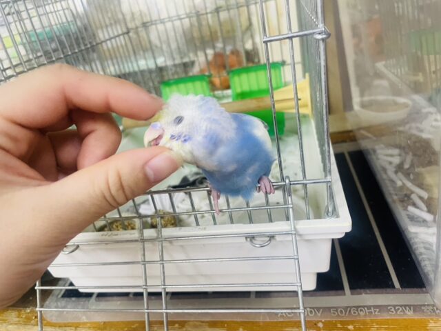 セキセイインコ