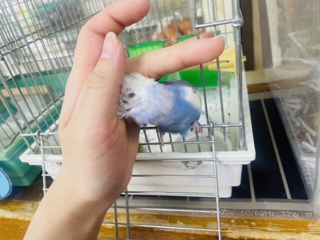 セキセイインコ