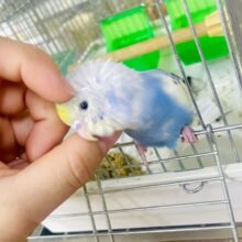 🫣😳ちょいと恥ずかしがり屋だけど、、、🫣カキカキもナデナデも⭕️ セキセイインコ　パステルレインボーパイド