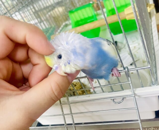 🫣😳ちょいと恥ずかしがり屋だけど、、、🫣カキカキもナデナデも⭕️ セキセイインコ　パステルレインボーパイド