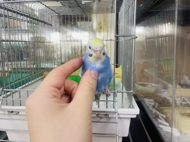 セキセイインコ