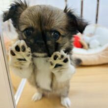 可愛いの知ってるよっ🎶ミックス犬ちゃん(ペキニーズ×チワワ)