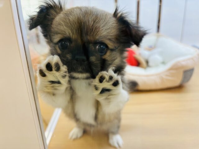 可愛いの知ってるよっ🎶ミックス犬ちゃん(ペキニーズ×チワワ)