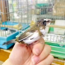 ちびっちゃいスズメさん〜？🦜🤎🤍　十姉妹