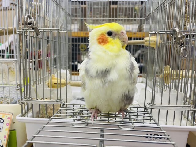 オカメインコ