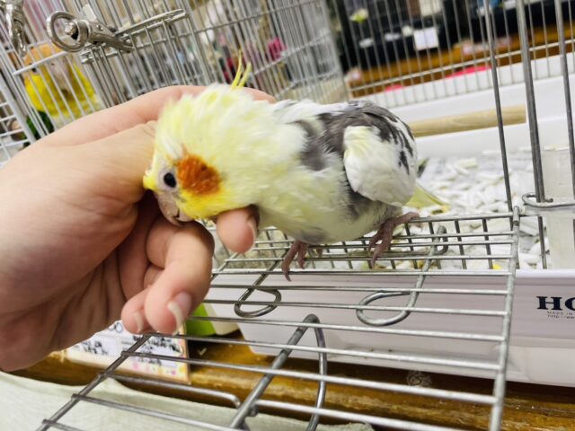 オカメインコ