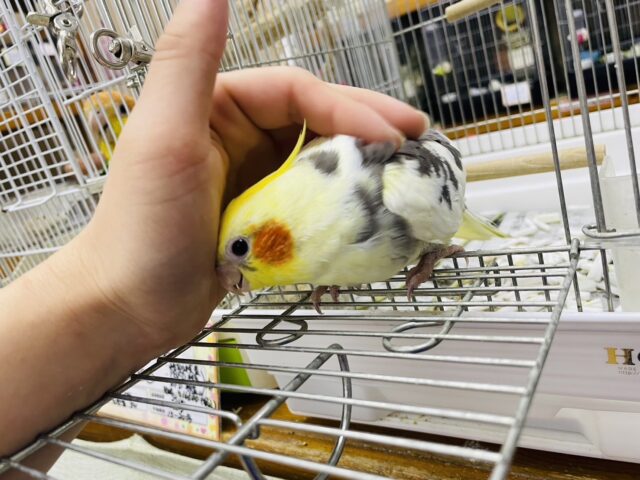 オカメインコ