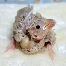 シナモン文鳥  🤍🤎🪶