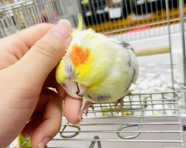 なれてるよ〜❣️ナデナデ⭕️カキカキ⭕️ お辞儀で知らせるよ！撫でてねっっ🎵　オカメインコ　パイド