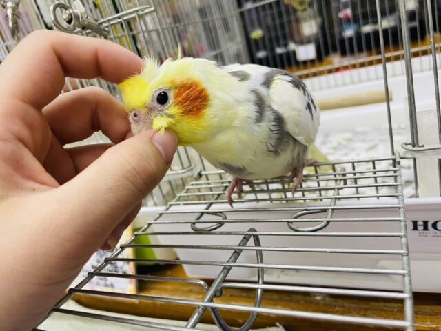 オカメインコ