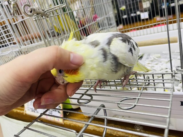 オカメインコ