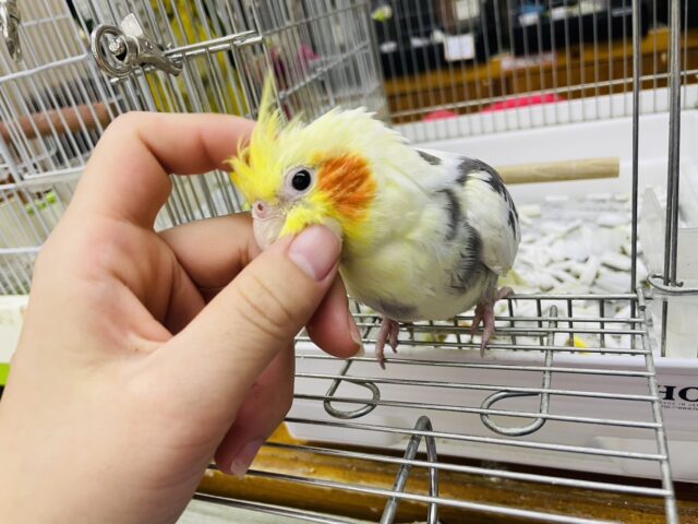 オカメインコ