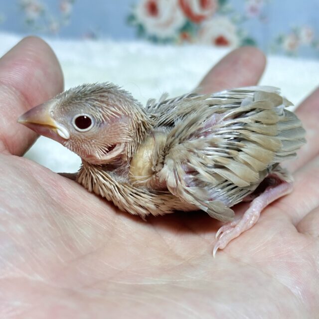 シナモン文鳥 🤍🤎🪶 シナモン文鳥