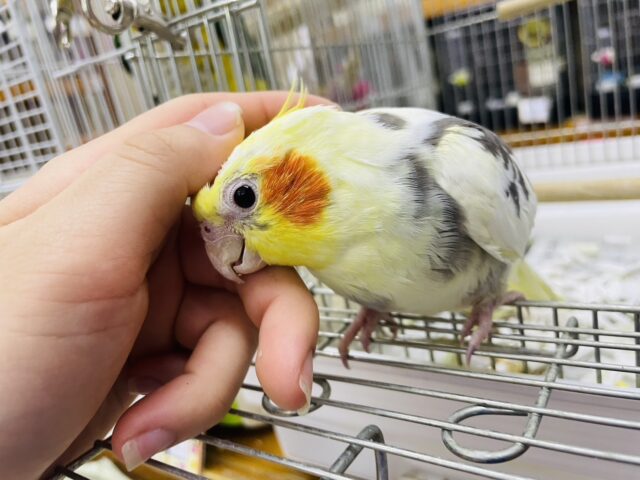 オカメインコ