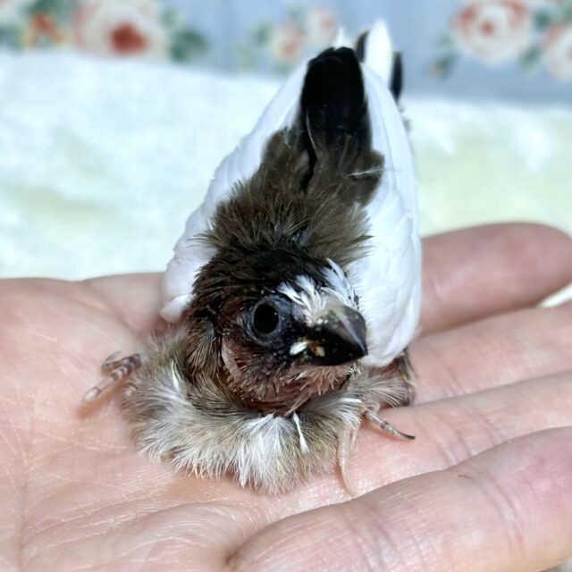 十姉妹（ジュウシマツ）