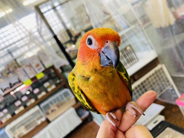 コガネメキシコインコ